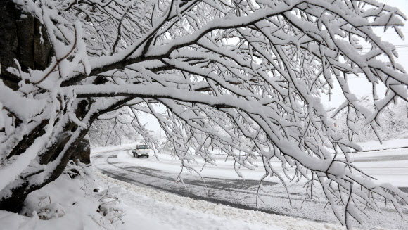 대관령 폭설