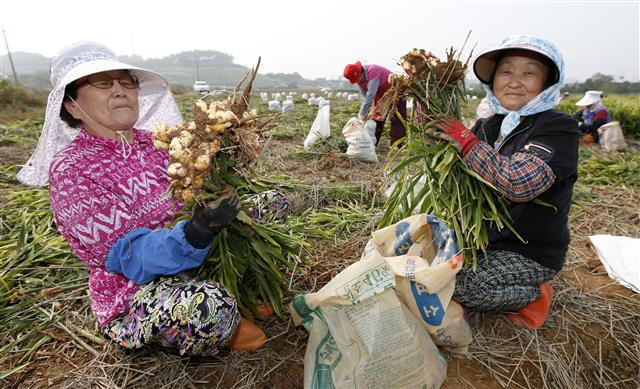 충남 태안 지역 농민들이 생강을 수확하고 있다. 태안군 제공