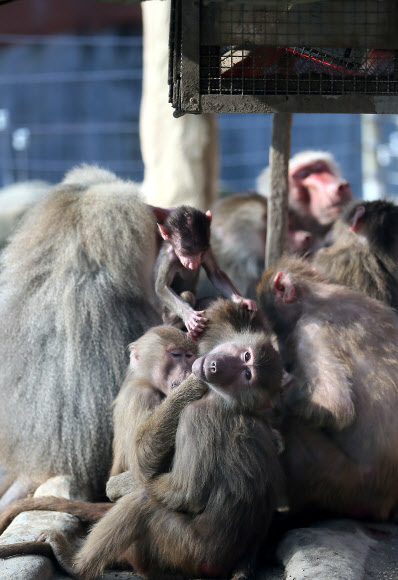 추위 피해 모여든 망토원숭이들