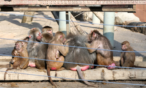 난로 밑 모임갖는 망토원숭이들