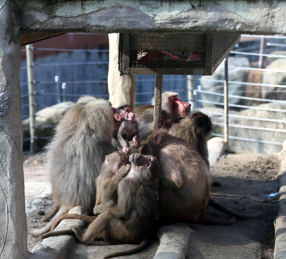 추위 피해 모여든 망토원숭이들