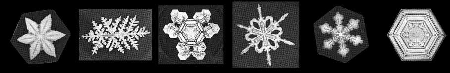 윌슨 벤틀리가 찍은 다양한 눈 결정들. 미국 버펄로 과학박물관 제공