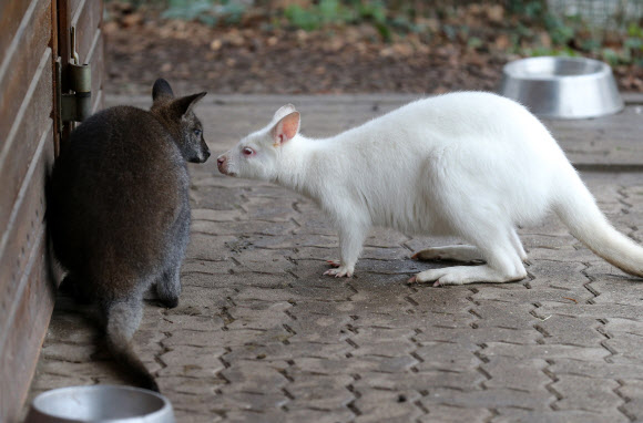 8일(현지시간) 흰색 캥거루 ‘프랭크’가 독일 남부 카를스루에에 위치한 동물원에서 다른 캥거루를 만나고 있다. ⓒ AFPBBNews=News1