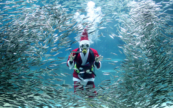 산타와 정어리