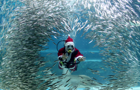 산타와 정어리