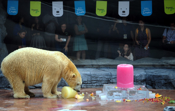 16일(현지시간) 싱가포르 동물원에서 25번째 생일을 맞은 북극곰 ‘이누카(Inuka)’가 과일로 채워진 수박과 아이스 케익을 먹고 있는 모습. 이누카는 열대지방에서 태어난 첫 북극곰이다.  ⓒ AFPBBNews=News1