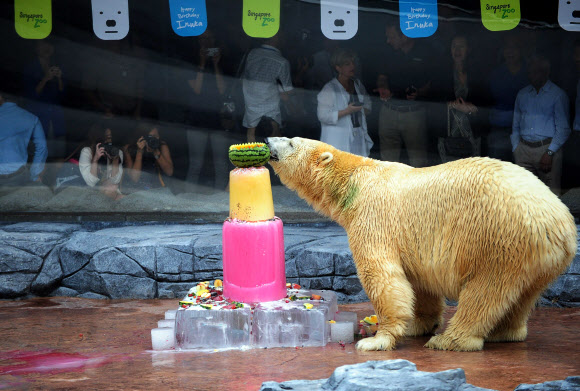 16일(현지시간) 싱가포르 동물원에서 25번째 생일을 맞은 북극곰 ‘이누카(Inuka)’가 과일로 채워진 수박과 아이스 케익을 먹고 있는 모습. 이누카는 열대지방에서 태어난 첫 북극곰이다.  ⓒ AFPBBNews=News1
