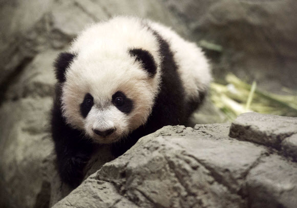 16일(현지시간) 미국 워싱턴D.C.의 스미스소니언 국립 동물원에서 지난 8월 22일에 태어난 자이언트 판다 ‘베이베이’가 처음으로 미디어에 모습을 드러냈다. ‘베이베이’는 내년 1월 16일 공개적으로 사람들 앞에 모습을 드러낼 예정이다. ⓒ AFPBBNews=News1
