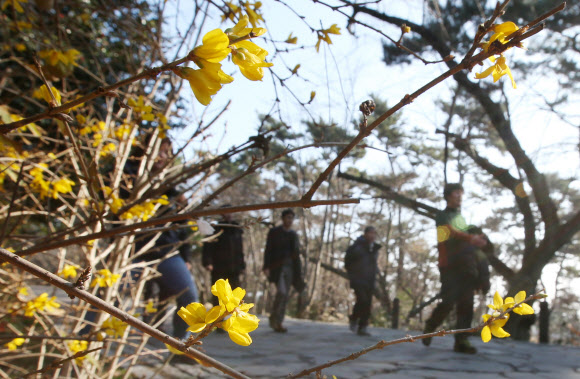 22일 오전 울산시 동구 대왕암공원에 노란 개나리가 핀 것을 지나가던 시민이 신기한 듯 쳐다보고 있다. 연합뉴스