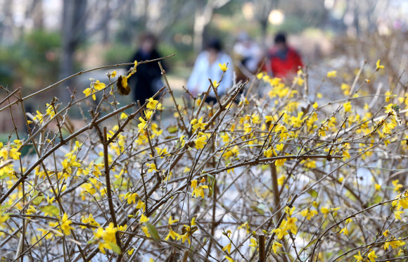 22일 오전 울산시 동구 대왕암공원에 노란 개나리가 활짝 피어 있다.  연합뉴스