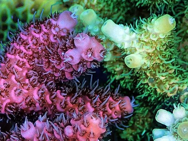 태양 자외선으로부터 자기를 보호하기 위해 화려한 색깔을 드러내고 있는 산호. 사이언스 제공