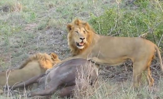유튜브 영상 캡처 (Kruger National Park)