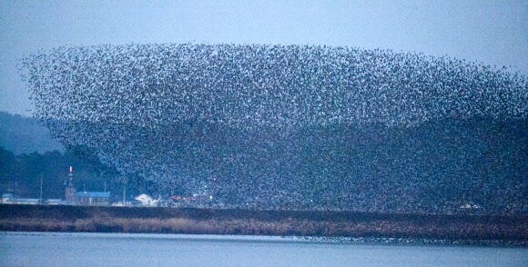 지난 29일 해질 무렵에 전북 군산시 나포면 십자뜰회랑에서 찍은 가창오리떼의 군무 장면. 10만여마리의 가창오리가 무리지어 금강 위를 날고 있다.       군산시 금강철새조망대 제공