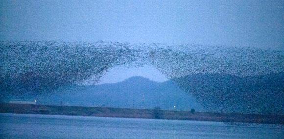 29일 해질 무렵에 전북 군산시 나포면 십자뜰회랑에서 찍은 가창오리떼의 군무 장면. 10만여마리의 가창오리가 무리지어 금강 위를 날고 있다   군산시 금강철새조망대 제공