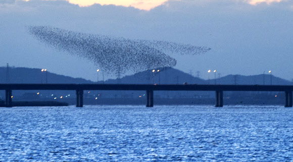29일 해질 무렵에 가창오리가 무리지어 전북 군산시 금강대교 위를 날고 있다. 군산시 금강철새조망대 제공