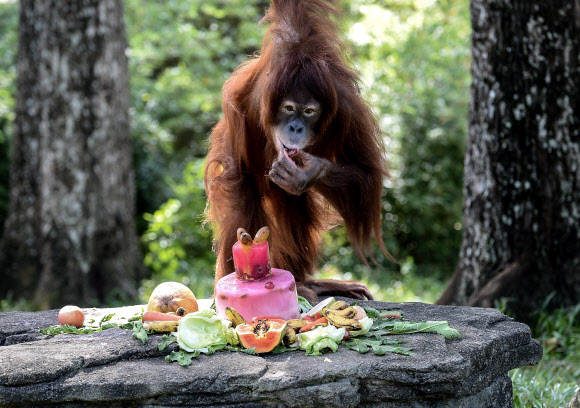 31일(현지시간) 말레이시아 쿠알라룸푸르의 국립공원에서 11살 생일을 맞은 수마트라 오랑우탄 ‘쓰나미’가 과일로 만든 생일 케이크를 먹고 있다. ⓒ AFPBBNews=News1