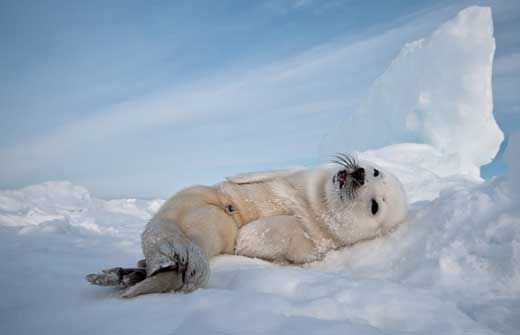 캐나다 퀘백의 마들렌 섬에서 아기 하프물범(harp seal)이 눈 위에 누워 귀여운 포즈를 취하는 모습이 사진작가 건서 리엘(Gunther Riehle)에게 포착됐다.  사진=TOPIC / SPLASH NEWS(www.topicimages.com)　