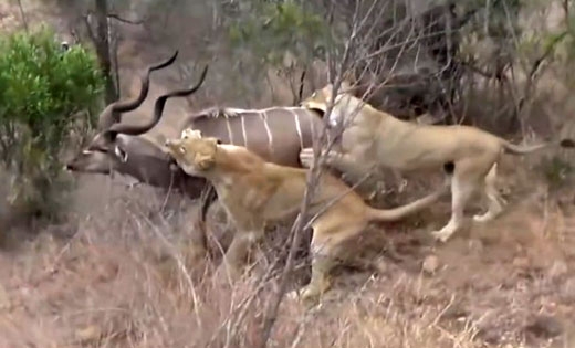 유튜브 영상 캡처 (Kruger National Park)