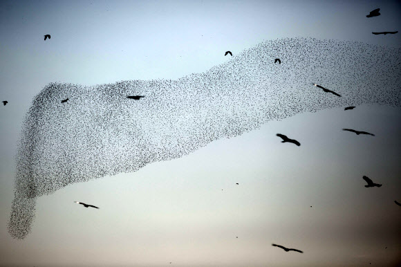 찌르레기떼가 4일(현지시간) 라핫의 남쪽 아랍 이스라엘 도시 근처에서 잠을 자기 위해 착륙하기 전 전통적인 군무를 추며 날고 있다.ⓒ AFPBBNews=News1