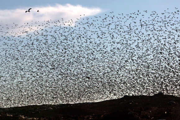찌르레기떼가 4일(현지시간) 라핫의 남쪽 아랍 이스라엘 도시 근처에서 잠을 자기 위해 착륙하기 전 전통적인 군무를 추며 날고 있다.ⓒ AFPBBNews=News1