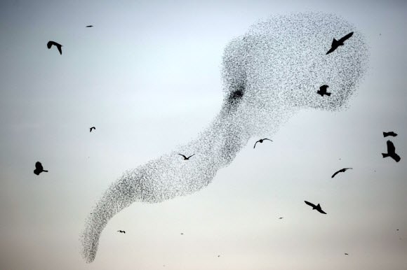 찌르레기떼가 4일(현지시간) 라핫의 남쪽 아랍 이스라엘 도시 근처에서 잠을 자기 위해 착륙하기 전 전통적인 군무를 추며 날고 있다.ⓒ AFPBBNews=News1