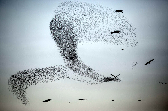 찌르레기떼가 4일(현지시간) 라핫의 남쪽 아랍 이스라엘 도시 근처에서 잠을 자기 위해 착륙하기 전 전통적인 군무를 추며 날고 있다.ⓒ AFPBBNews=News1