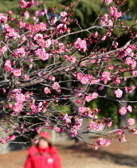 7일 부산 남구 유엔기념공원에 봄에 피는 홍매화가 꽃망울을 터뜨려 고운 자태를 뽐내고 있다. 유엔기념공원의 홍매화는 보통 2월 중순에 피는데 올해는 따뜻한 겨울 날씨 때문에 개화 시기가 50일 정도 빨라졌다.  연합뉴스