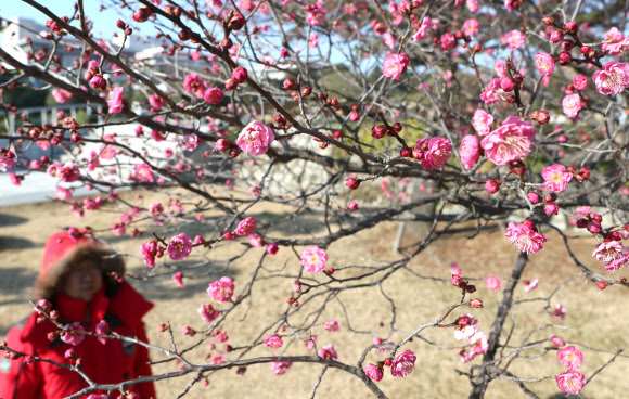 7일 부산 남구 유엔기념공원에 봄에 피는 홍매화가 꽃망울을 터뜨려 고운 자태를 뽐내고 있다. 유엔기념공원의 홍매화는 보통 2월 중순에 피는데 올해는 따뜻한 겨울 날씨 때문에 개화 시기가 50일 정도 빨라졌다.  연합뉴스