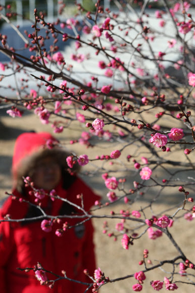 7일 부산 남구 유엔기념공원에 봄에 피는 홍매화가 꽃망울을 터뜨려 고운 자태를 뽐내고 있다. 유엔기념공원의 홍매화는 보통 2월 중순에 피는데 올해는 따뜻한 겨울 날씨 때문에 개화 시기가 50일 정도 빨라졌다.  연합뉴스