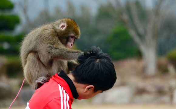 원숭이들 간에 복종과 친밀감의 표시로 하는 그루밍(털 고르는 행위)을 조련사에게 하고 있다.
