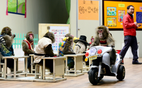 원숭이학교 공연 중 최고 난도 묘기인 오토바이 타기를 하는 원숭이는 가장 많은 박수를 받는다.