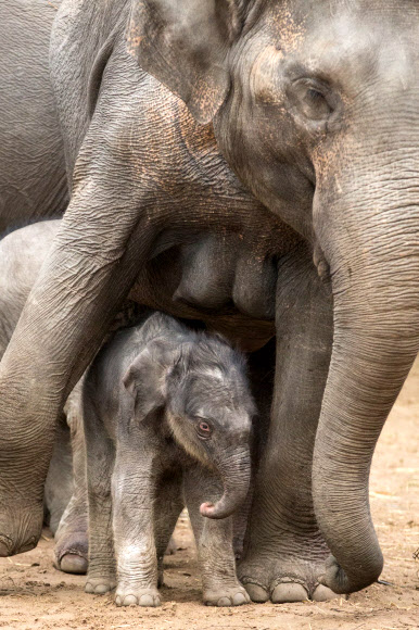 새로 태어난 코끼리가 12일(현지시간) 독일 함부르크 티어파크 하겐베크 동물원에서 엄마 코끼리 ‘Kandy’의 옆에 서 있다. 이 아기 코끼리는 11일(현지시간)에 동물원에서 태어났다.ⓒ AFPBBNews=News1