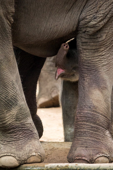 새로 태어난 코끼리가 12일(현지시간) 독일 함부르크 티어파크 하겐베크 동물원에서 엄마 코끼리 ‘Kandy’의 옆에 서 있다. 이 아기 코끼리는 11일(현지시간)에 동물원에서 태어났다.ⓒ AFPBBNews=News1