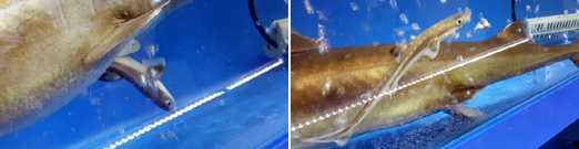 속초 회센터 수족관서 새끼 12마리 출산한 상어 