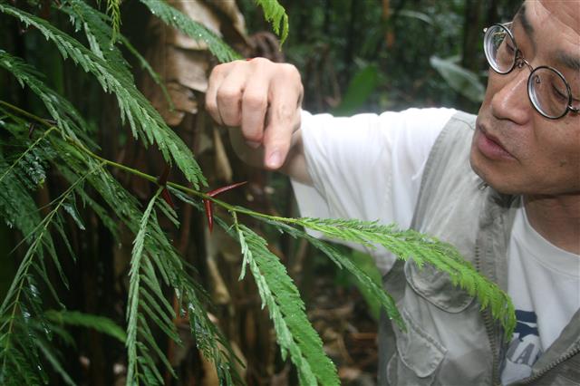 파마나 열대우림에서 아카시아개미를 관찰하는 장면.  최재천 교수 제공