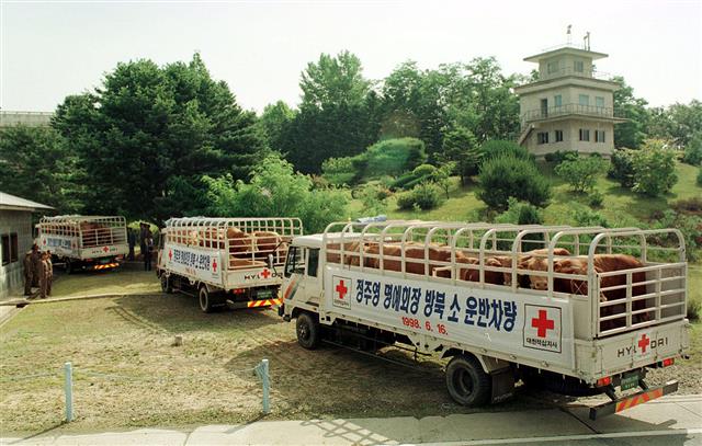 1998년 6월 정주영 당시 현대그룹 명예회장이 북한에 기증한 500마리의 소를 태운 트럭들이 군사분계선을 넘고 있는 모습.  서울신문 DB 