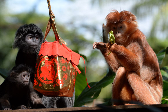 27일(현지시간) 싱가포르 동물원의 자바랑구르(원숭이)들이 음력설을 맞아 복주머니에 담긴 음식을 먹고 있다.  ⓒ AFPBBNews=News1