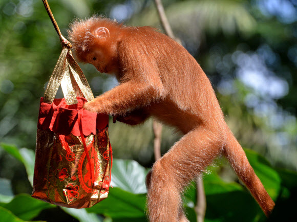 27일(현지시간) 싱가포르 동물원의 자바랑구르(원숭이)들이 음력설을 맞아 복주머니에 담긴 음식을 먹고 있다.  ⓒ AFPBBNews=News1