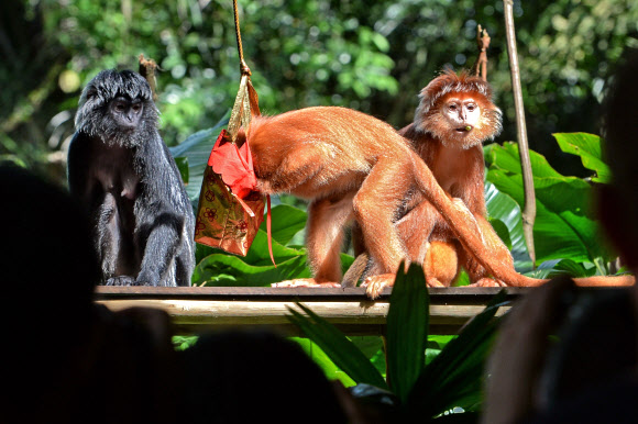 27일(현지시간) 싱가포르 동물원의 자바랑구르(원숭이)들이 음력설을 맞아 복주머니에 담긴 음식을 먹고 있다.  ⓒ AFPBBNews=News1