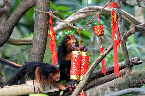 27일(현지시간) 싱가포르 동물원의 황금머리사자타마린(원숭이)들이 음력설을 맞아 복주머니에 담긴 음식을 먹고 있다.  ⓒ AFPBBNews=News1