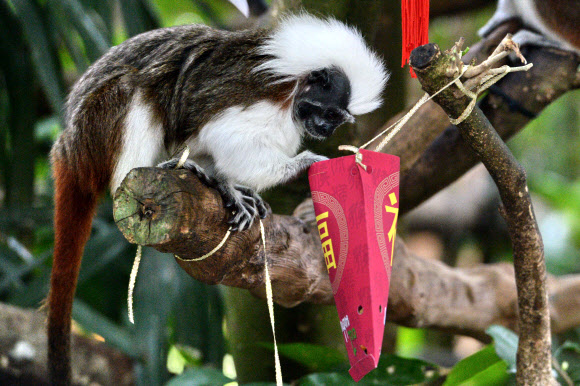 27일(현지시간) 싱가포르 동물원의 목화머리타마린(원숭이)들이 음력설을 맞아 복주머니에 담긴 음식을 먹고 있다.  ⓒ AFPBBNews=News1