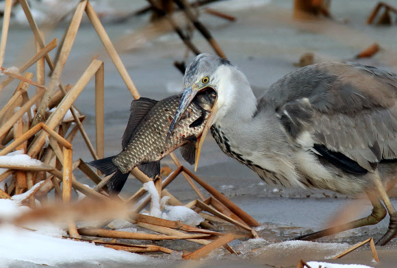 대박인가? 과욕인가?…왜가리의 먹이사냥