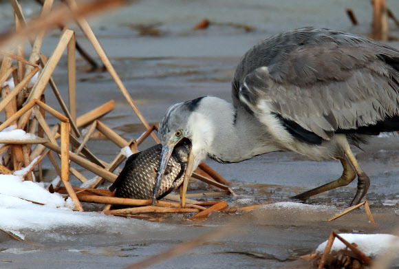 대박인가? 과욕인가?…왜가리의 먹이사냥