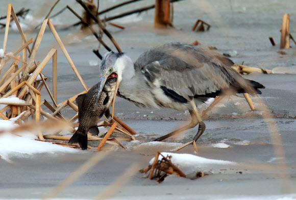 대박인가? 과욕인가?…왜가리의 먹이사냥