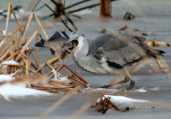 대박인가? 과욕인가?…왜가리의 먹이사냥