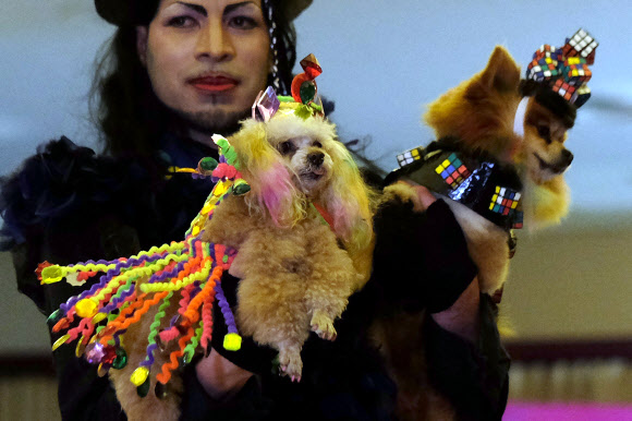 11일(현지시간) 미국 뉴욕에서 열린 ‘펫 패션쇼(Pet Fashion Show)’에서 애완견이 멋진 패션을 선보이고 있다. ⓒ AFPBBNews=News1