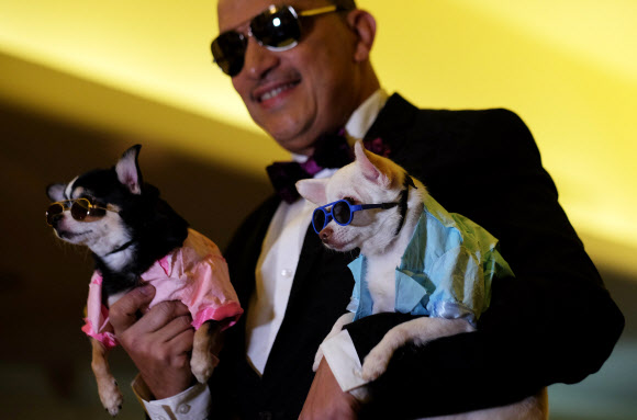 11일(현지시간) 미국 뉴욕에서 열린 ‘펫 패션쇼(Pet Fashion Show)’에서 애완견이 멋진 패션을 선보이고 있다. ⓒ AFPBBNews=News1