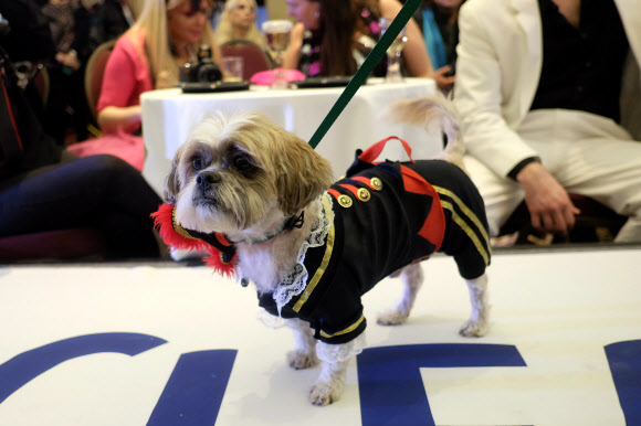 11일(현지시간) 미국 뉴욕에서 열린 ‘펫 패션쇼(Pet Fashion Show)’에서 애완견이 멋진 패션을 선보이고 있다. ⓒ AFPBBNews=News1