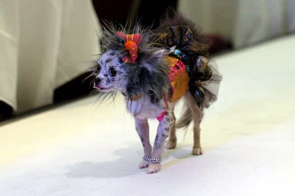 11일(현지시간) 미국 뉴욕에서 열린 ‘펫 패션쇼(Pet Fashion Show)’에서 애완견이 멋진 패션을 선보이고 있다. ⓒ AFPBBNews=News1