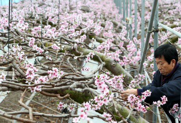 절기상 우수(雨水)를 일주일 앞둔 12일 세종시 연동면 예양리 한 비닐하우스 농가에 복사꽃이 활짝 펴 봄이 다가왔음을 알려주고 있다.  연합뉴스